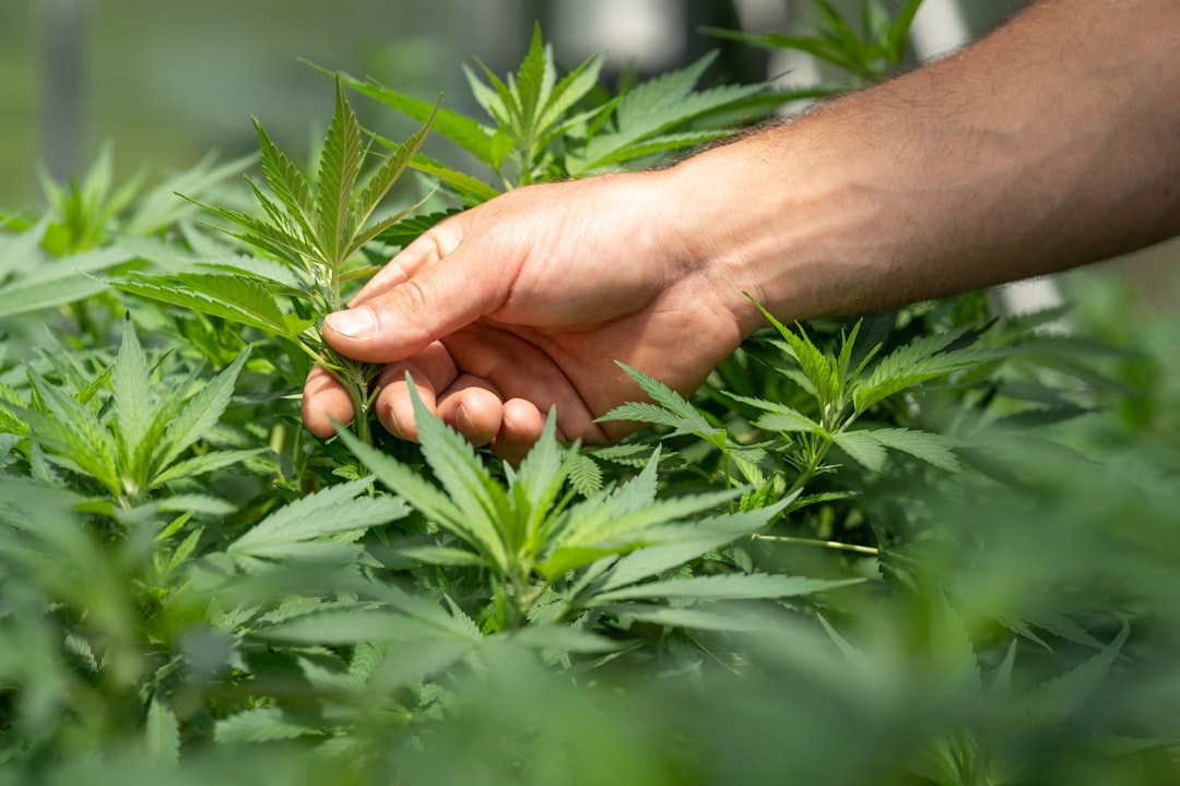 Photo Cannabis plant